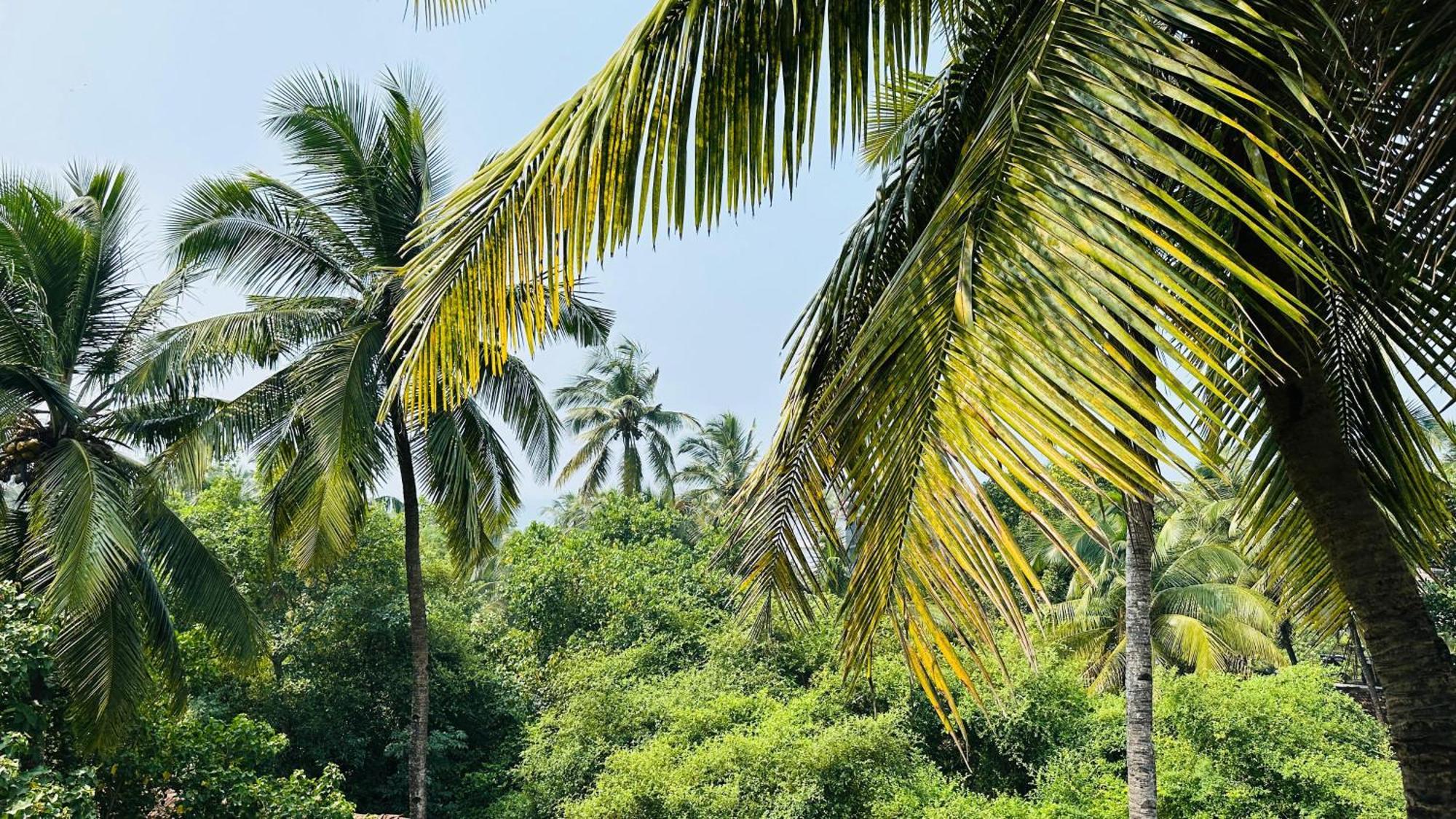 Omkar Wellness Inn Arambol Buitenkant foto