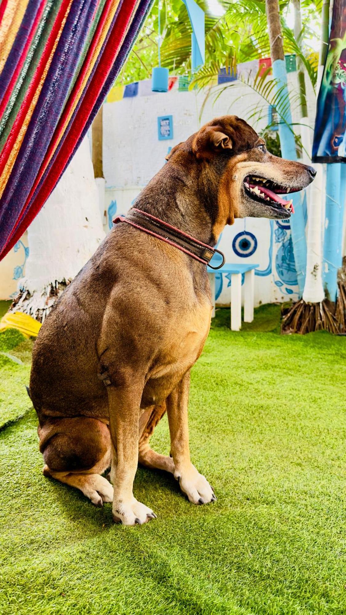 Omkar Wellness Inn Arambol Buitenkant foto